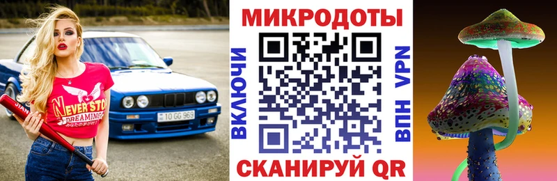 закладки  Вытегра  Псилоцибиновые грибы Psilocybe 